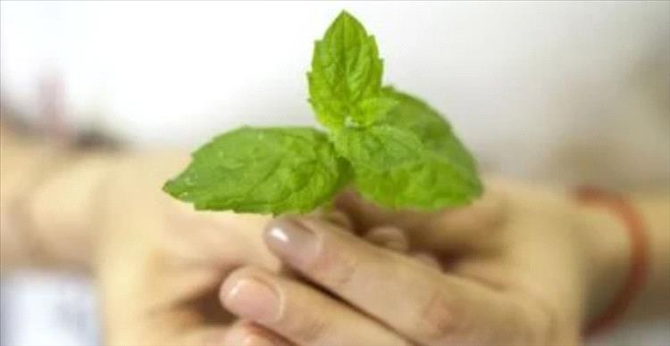 أطعمة ترفع رائحتها مستوى الطاقة واليقظة لديك دون الحاجة لتناولها