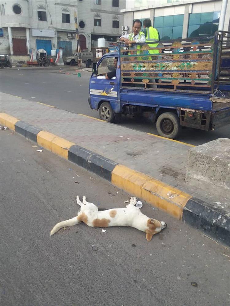 صحة البيئة بصيرة تنفذ حملات لمكافحة الكلاب الضالة والبعوض