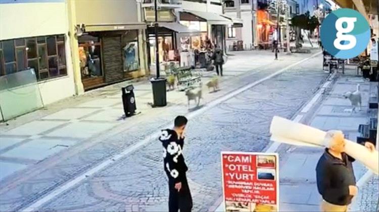 ذعر في "أسكودار".. قطيع من الكلاب الشاردة يهاجم مركبة ويثير الجدل في إسطنبول