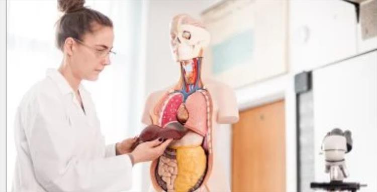 علاج الكبد الدهني بدون دايت يفتح باب الأمل لملايين المرضى