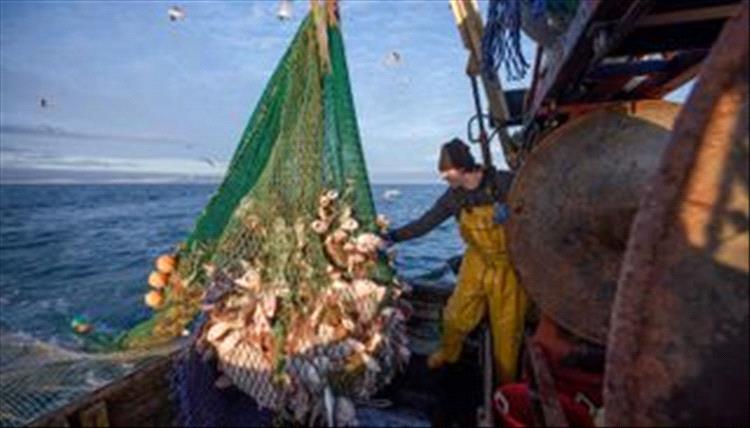 الصيد الأجنبي الجائر يستبيح مياه اليمن الإقليمية.. خطر يهدد أمن الغذاء
