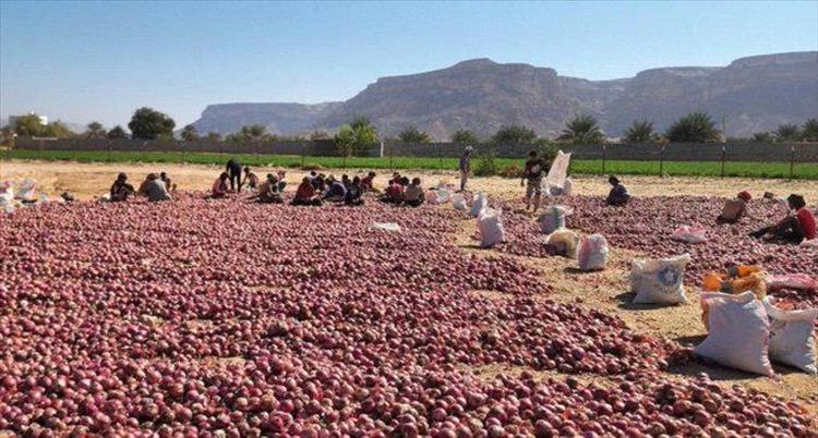 كارثة تحاصر مزارعي البصل في اليمن.. خسائر كبيرة بعد منع التصدير