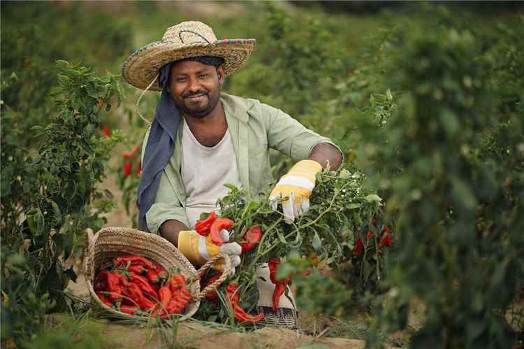 مبادرة دولية في اليمن لتعزيز الأمن الغذائي