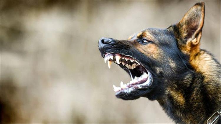 مسعور يمزق أجساد 13 شخصاً بكفر الشيخ.. وتحرك حكومي لمحاصرة "ظاهرة العقر" في مصر