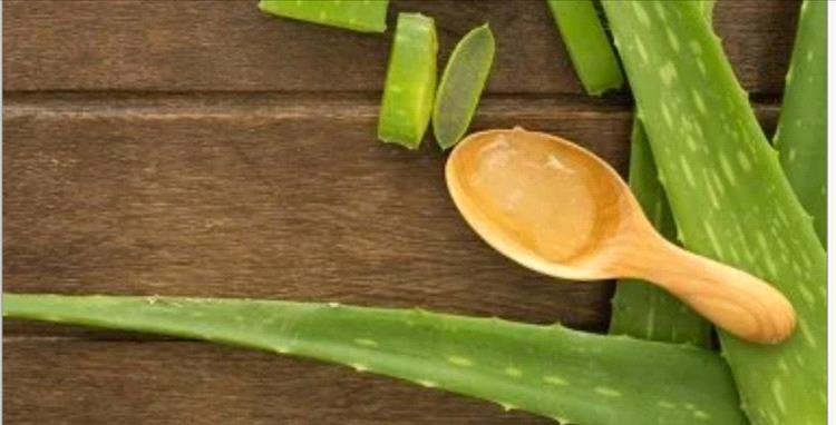 الصبار قد يساعد فى مكافحة ألزهايمر .. دراسة توضح