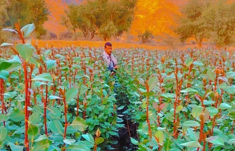 مقتل شاب برصاص مجهولين أثناء حراسة مزرعة قات في عمران