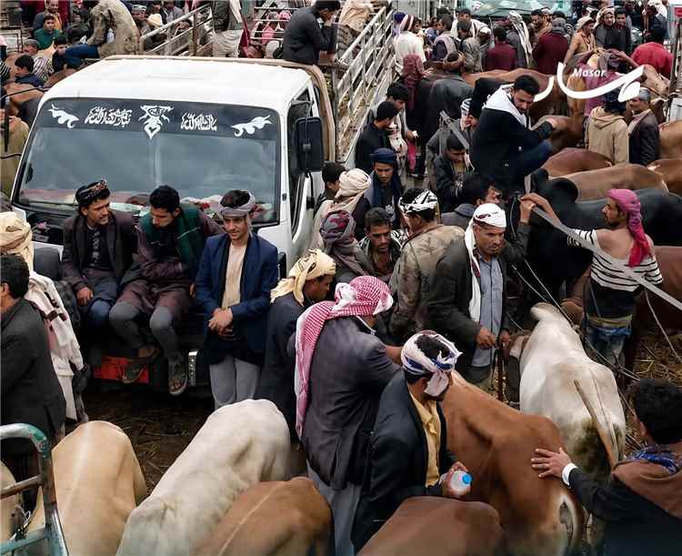 تفشي «جدري الأبقار» يهدد المواشي بمناطق سيطرة الحوثيين