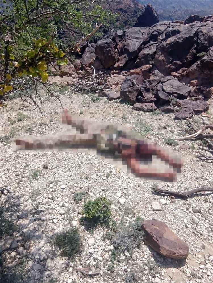 القوات المسلحة اليمنية تعلن تحييد 476 حوثياً وتنفيذ 356 عملية عسكرية واسعة خلال 24 ساعة